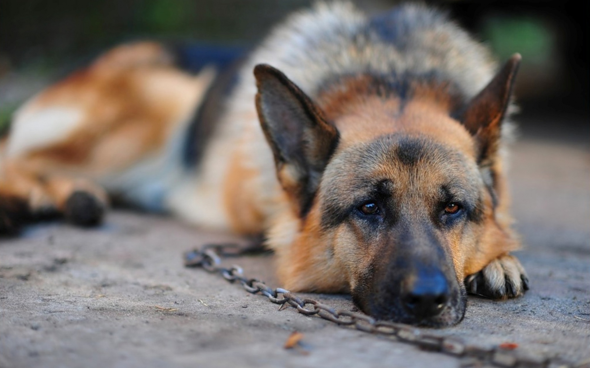 Tájékoztató a kutyák tartós láncon tartásának tilalmáról